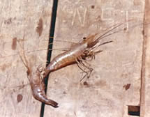 Prawns, fallen from the drying tray