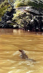 a small crocodile rushes away